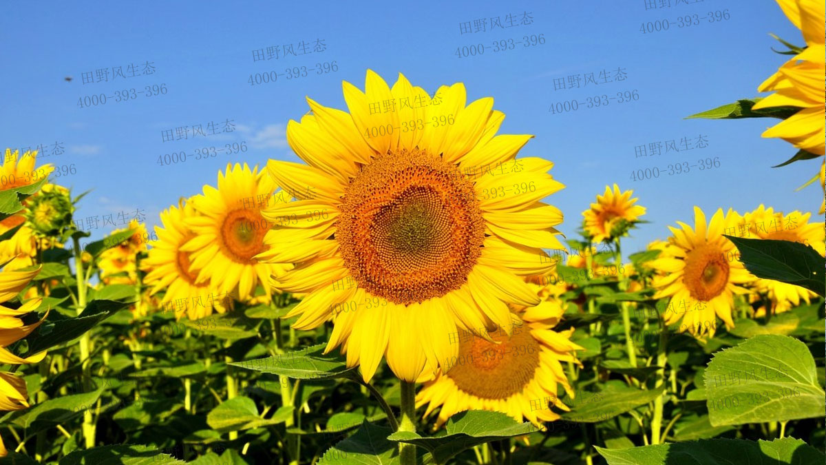 向日葵種子 向日葵種子