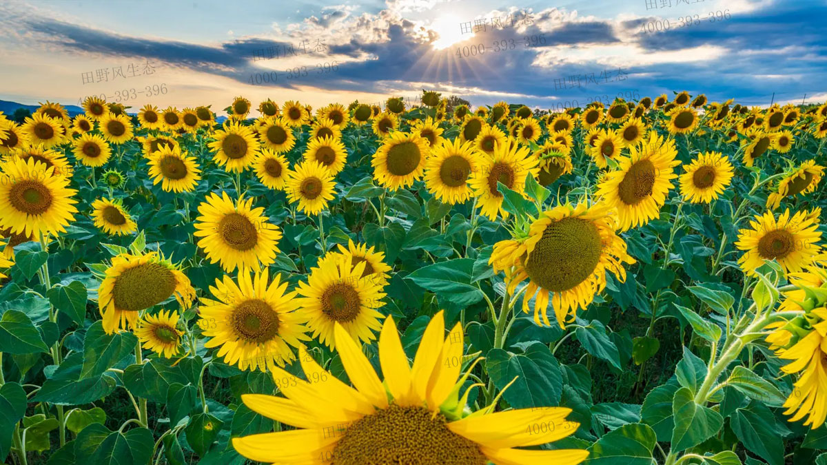 向日葵種子 向日葵種子