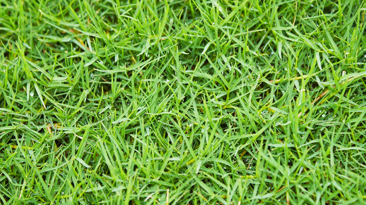 很多人都喜歡的護坡綠化草種品種？