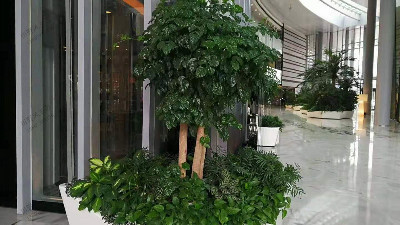 廣州壬豐大廈植物租賃案例 廣州壬豐大廈植物租賃案例