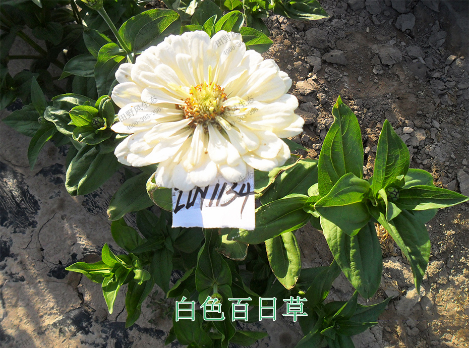 6白色百日草 6白色百日草