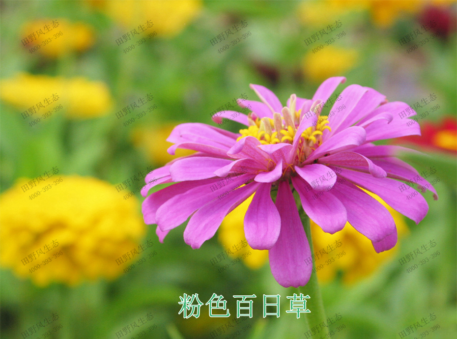 7粉色百日草 7粉色百日草