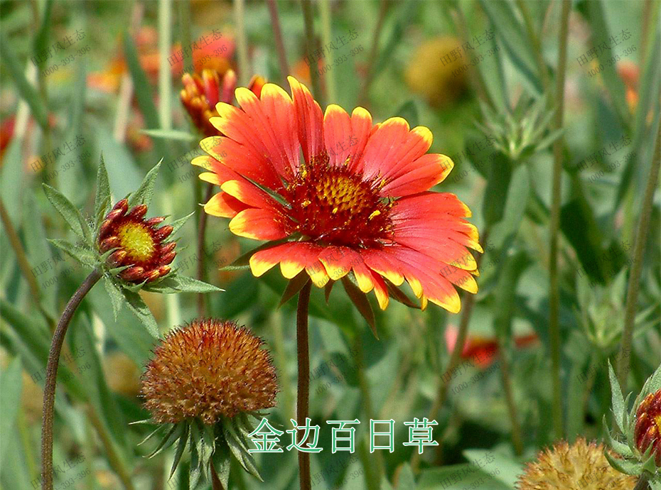 8金邊百日草 8金邊百日草