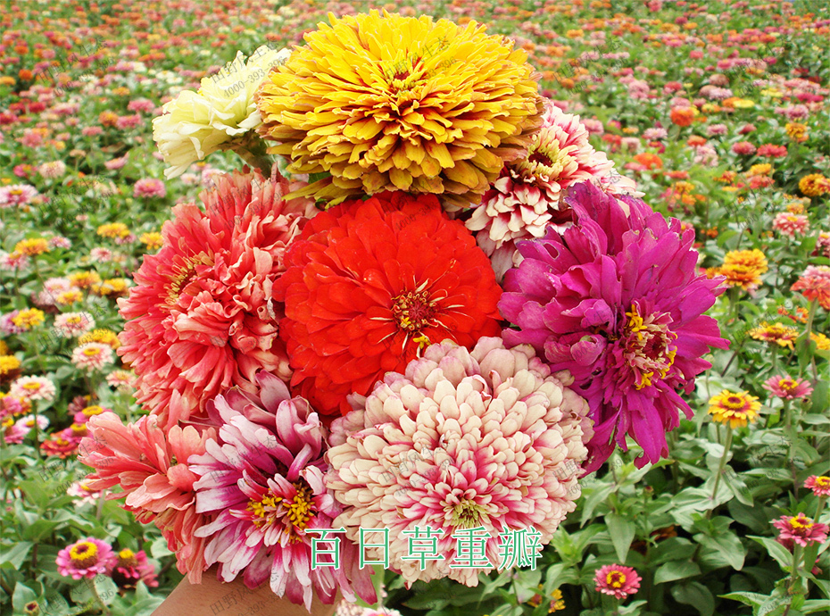 9百日草重瓣 9百日草重瓣