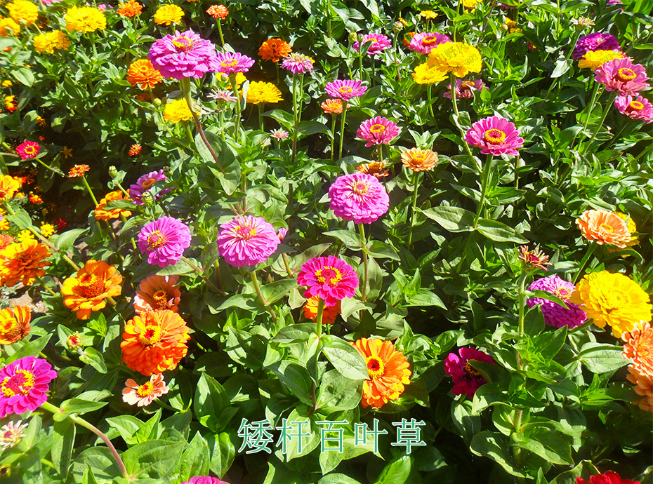 10矮桿百葉草 10矮桿百葉草