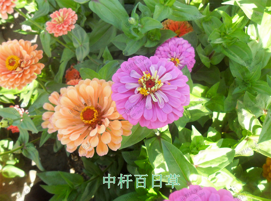 11中桿百日草 11中桿百日草