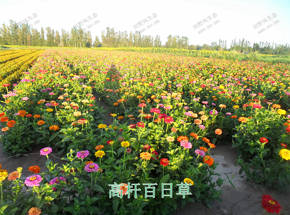 12高桿百日草 12高桿百日草