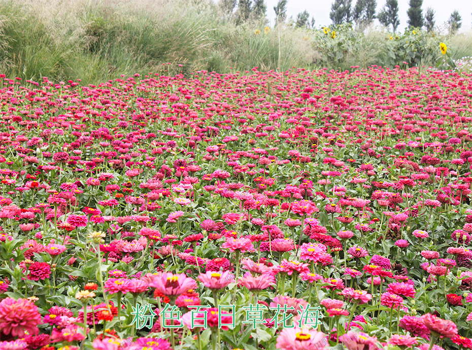 13粉色百日草花海 13粉色百日草花海