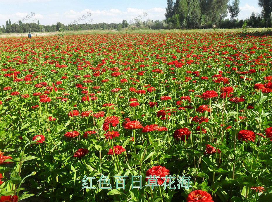 14紅色百日草花海 14紅色百日草花海