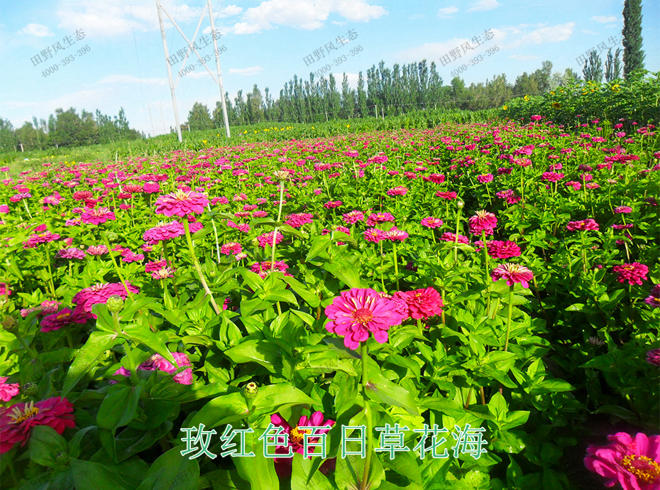 15玫紅色百日草花海 15玫紅色百日草花海