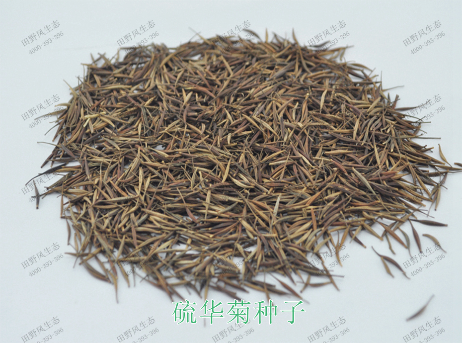 1硫華菊種子 1硫華菊種子