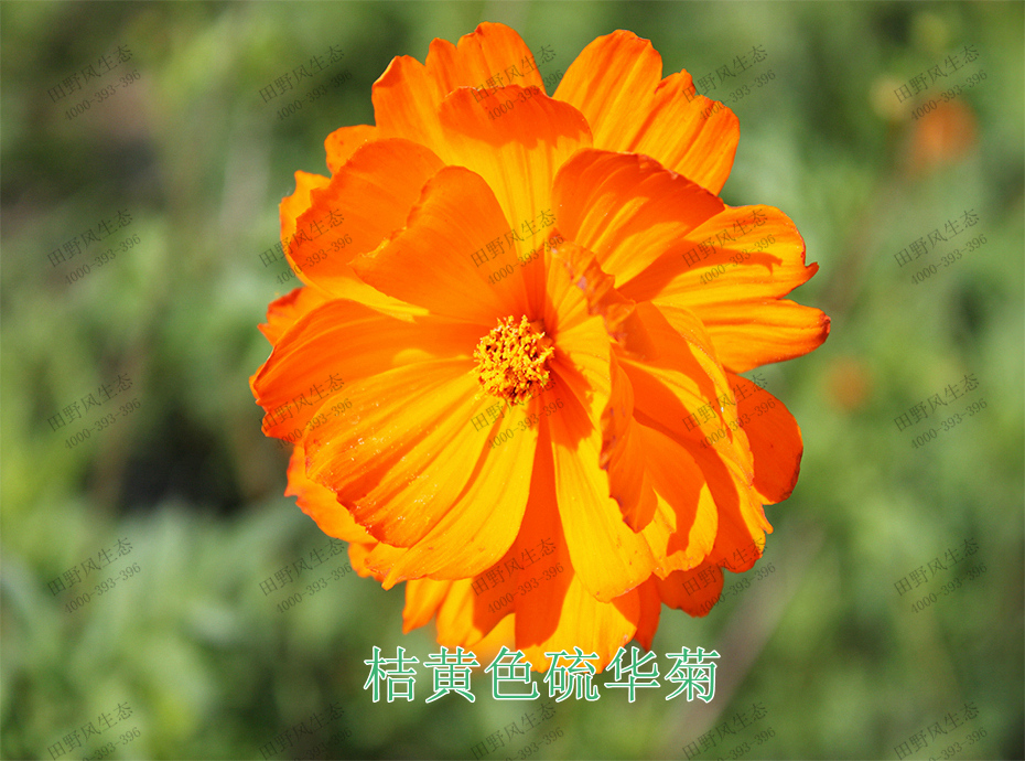 2桔黃色硫華菊 2桔黃色硫華菊