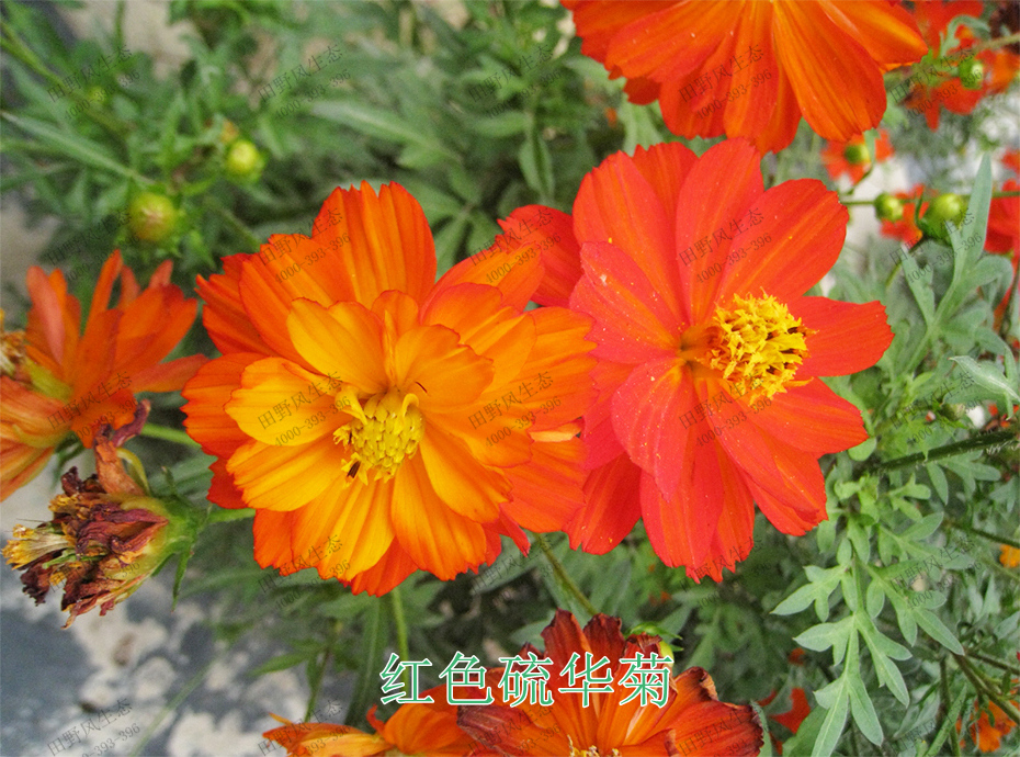 4紅色硫華菊 4紅色硫華菊