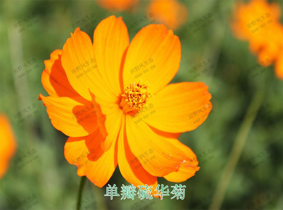 5單瓣硫華菊 5單瓣硫華菊