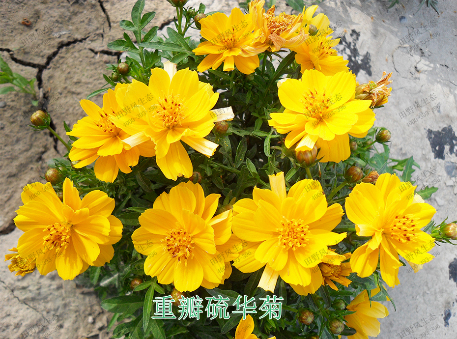 6重瓣硫華菊 6重瓣硫華菊