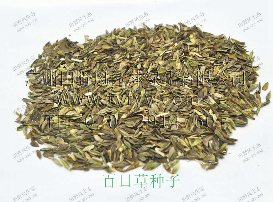 1百日草種子 1百日草種子