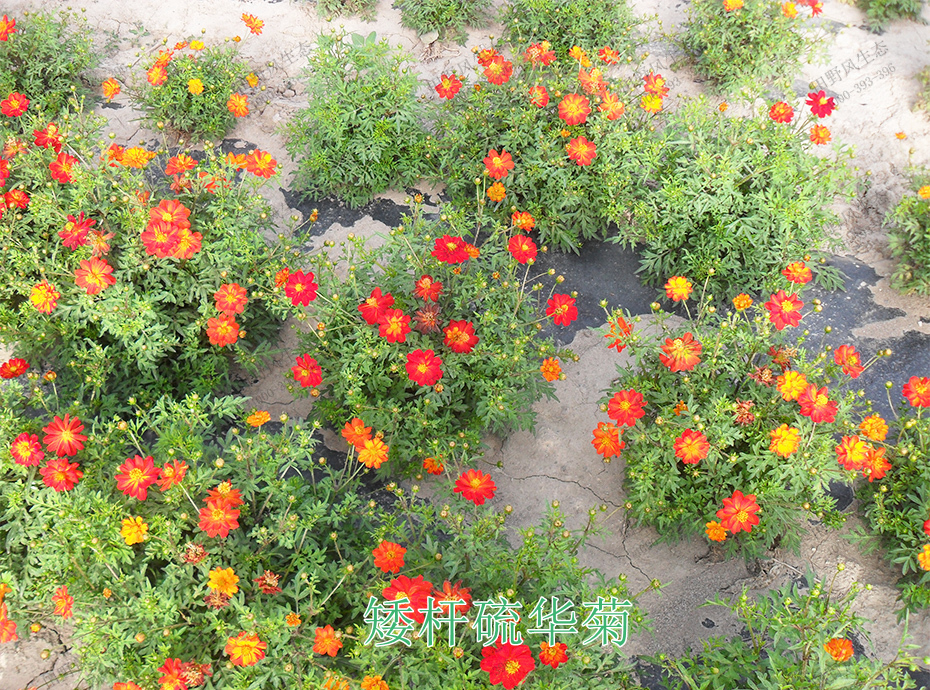 7矮桿硫華菊 7矮桿硫華菊