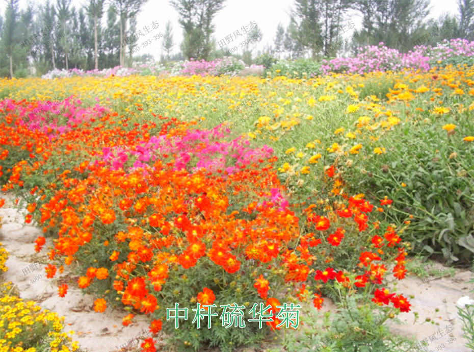 8中桿硫華菊 8中桿硫華菊