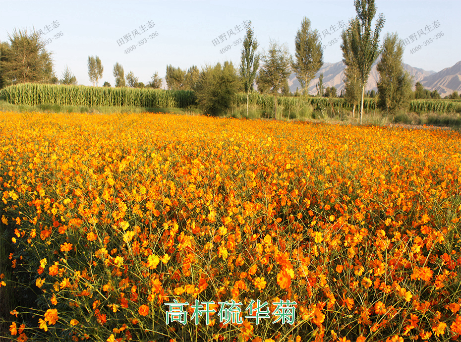 9高桿硫華菊 9高桿硫華菊