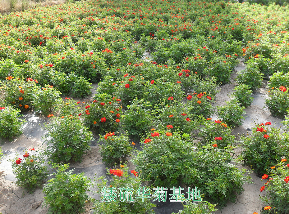 10矮硫華菊基地 10矮硫華菊基地