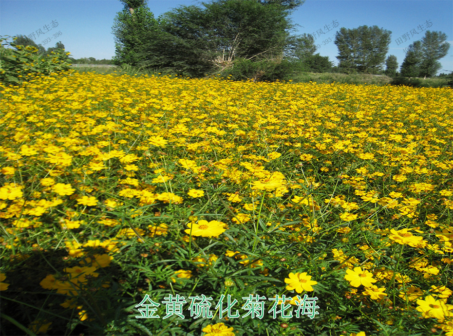 12金黃硫化菊花海 12金黃硫化菊花海
