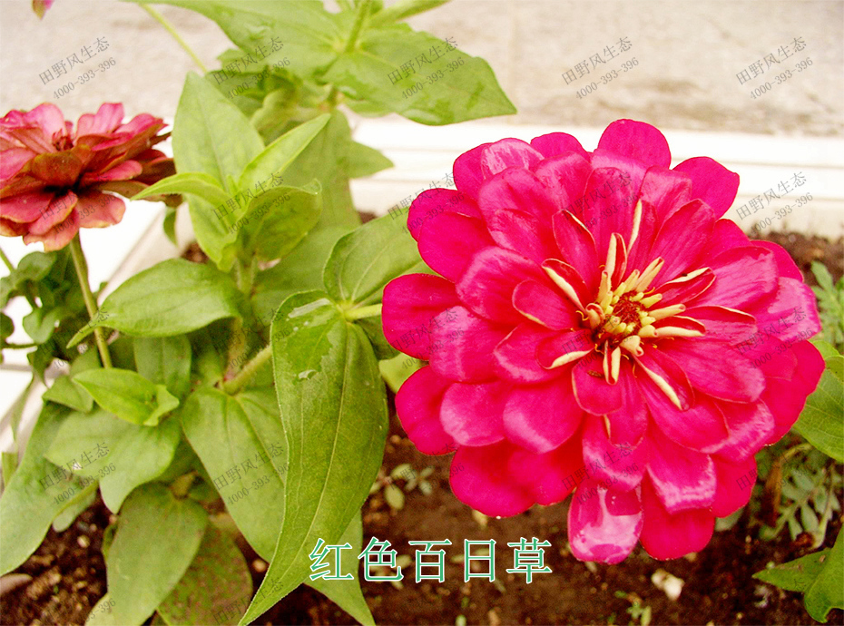 2紅色百日草 2紅色百日草