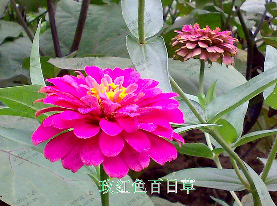 3玫紅色百日草 3玫紅色百日草