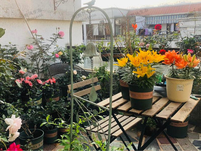 秋季陽臺上應(yīng)該種什么花種子？