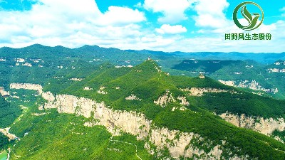 礦山復(fù)綠植物品種如何選擇？