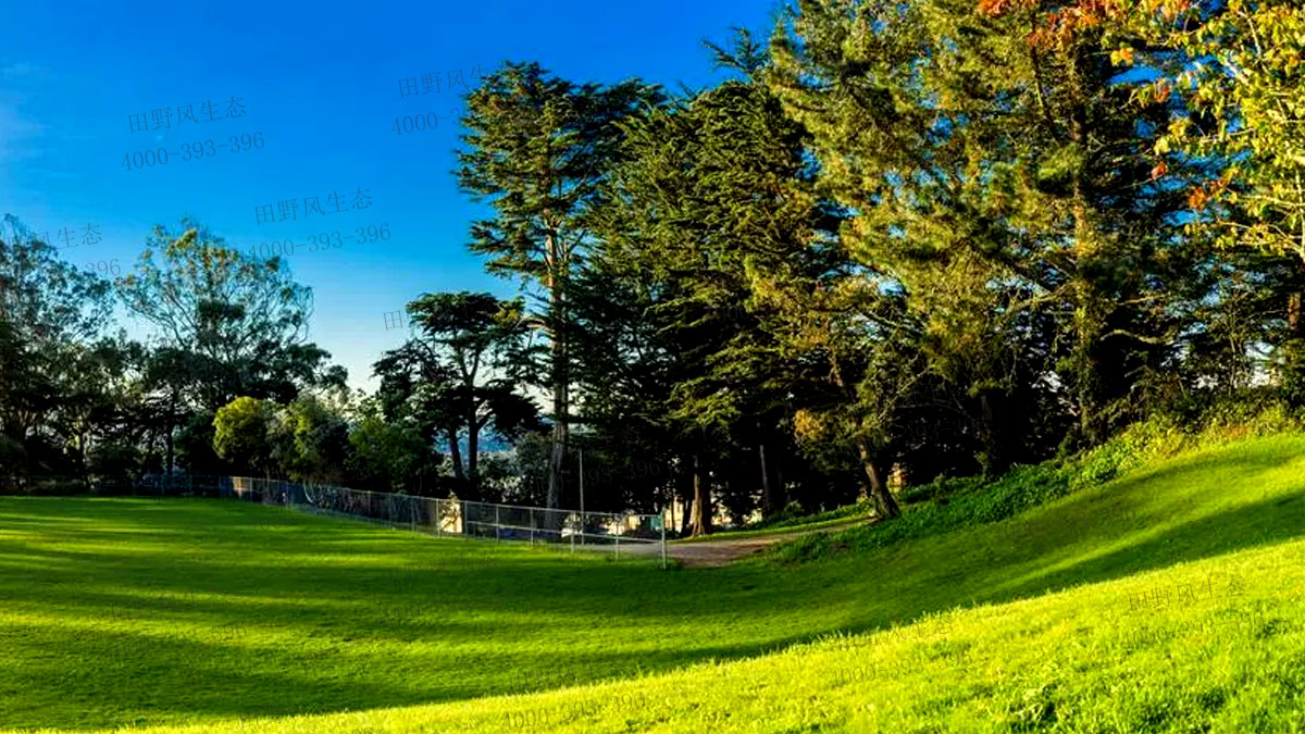 草坪種子 草坪種子