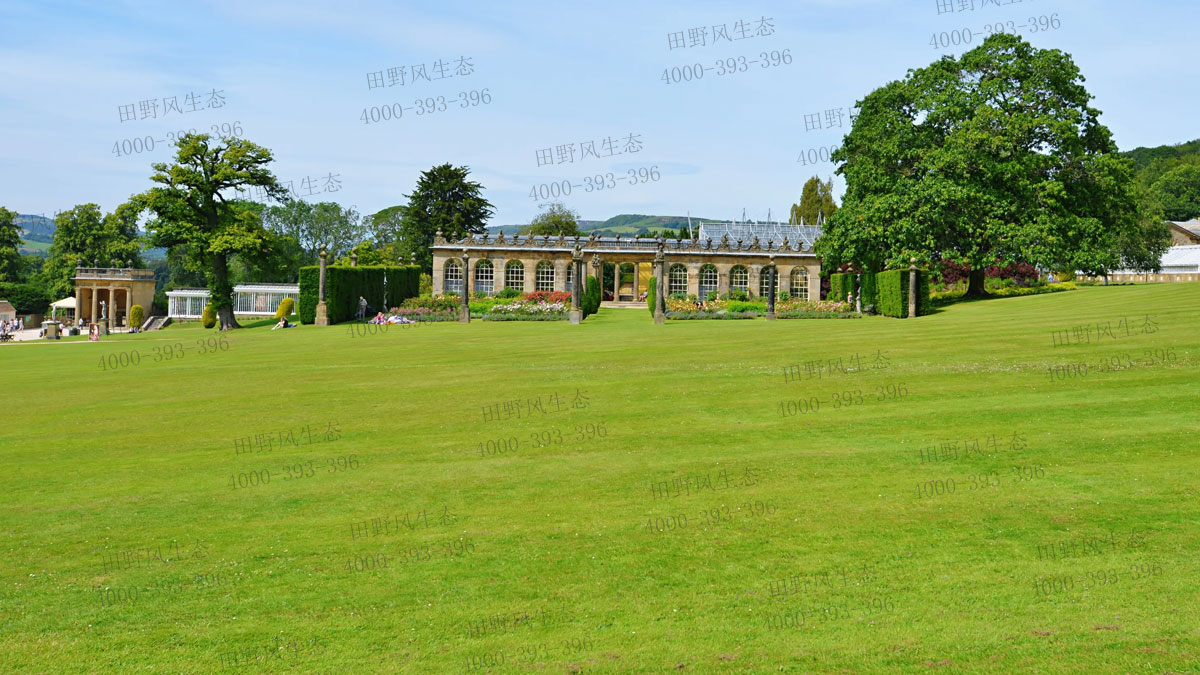 草坪種子 草坪種子