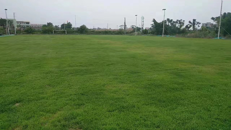 黑麥草效果圖片 黑麥草效果圖片