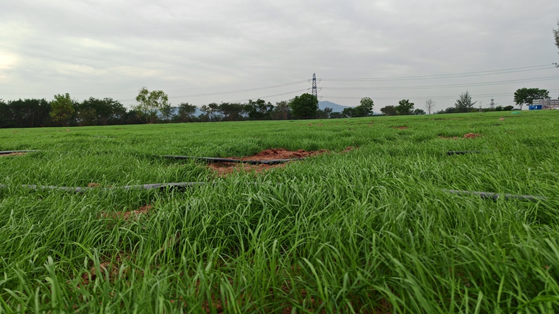 黑麥草效果圖片 黑麥草效果圖片
