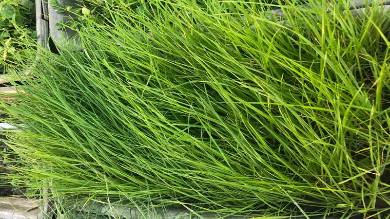 黑麥草效果圖片 黑麥草效果圖片