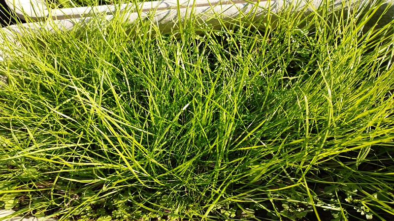 黑麥草效果圖片 黑麥草效果圖片