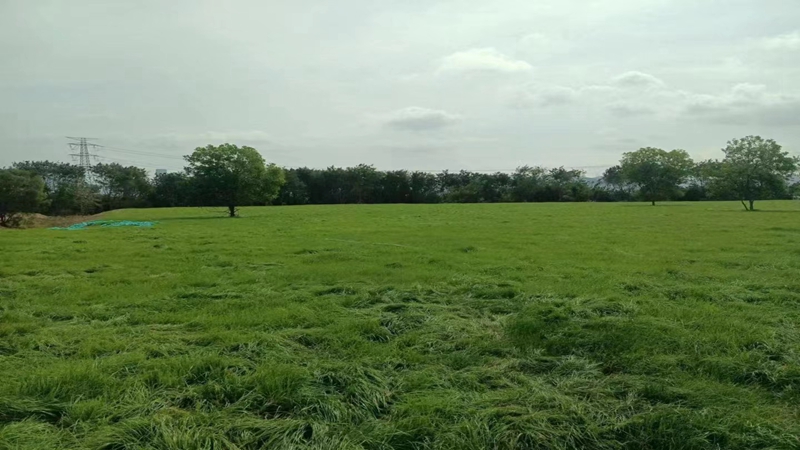 黑麥草效果圖片 黑麥草效果圖片