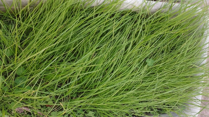 黑麥草效果圖片 黑麥草效果圖片