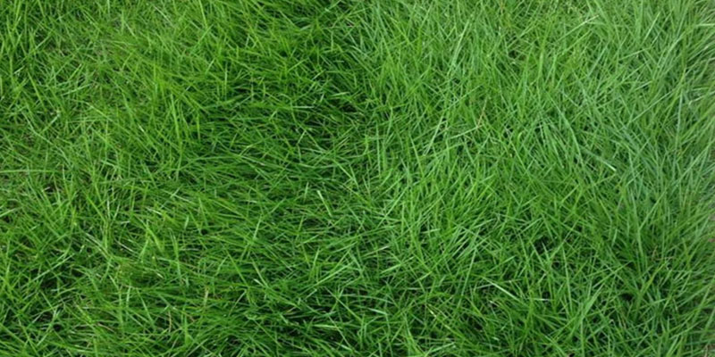 四季青草坪 四季青草坪