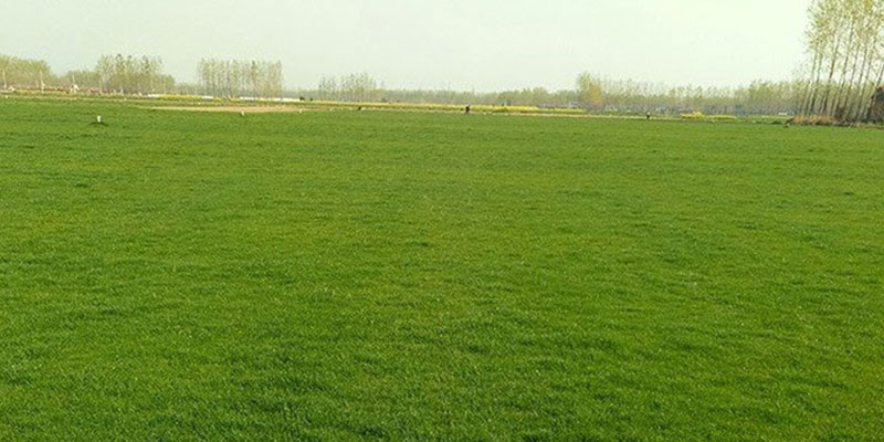 四季青草坪 四季青草坪
