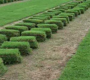 四季青草坪的優(yōu)缺點(diǎn)？