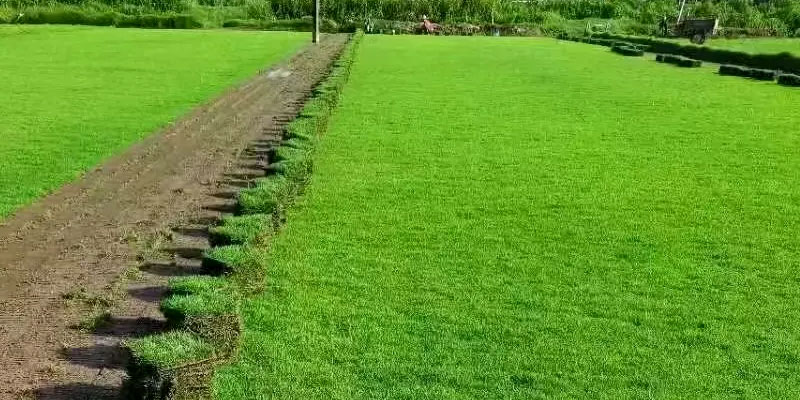 四季青草坪 四季青草坪