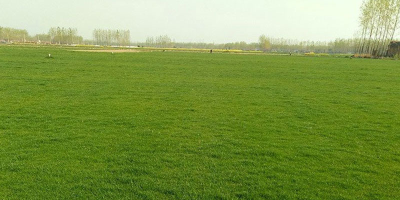 四季青草坪 四季青草坪