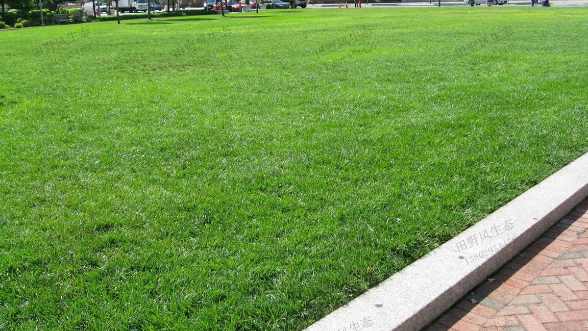 剪股穎草坪 剪股穎草坪