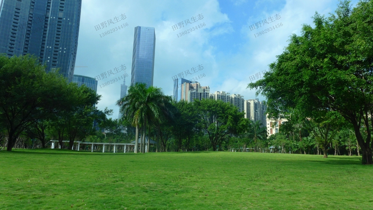 混播草坪草種子 混播草坪草種子