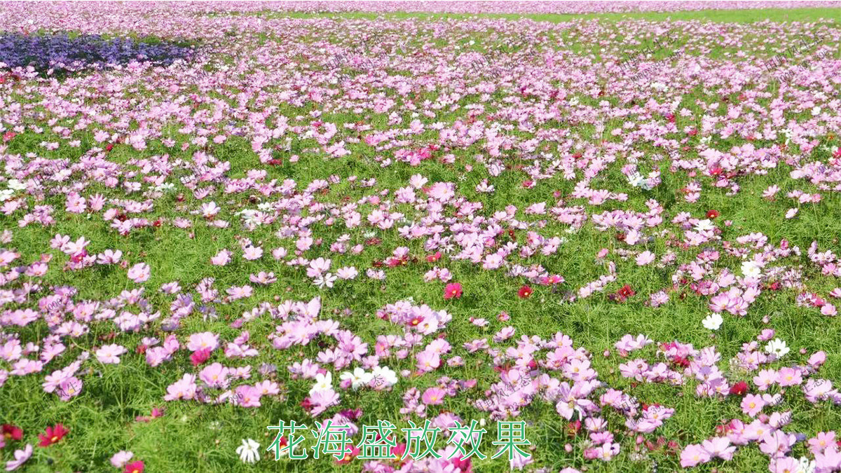 花海盛放效果 花海盛放效果