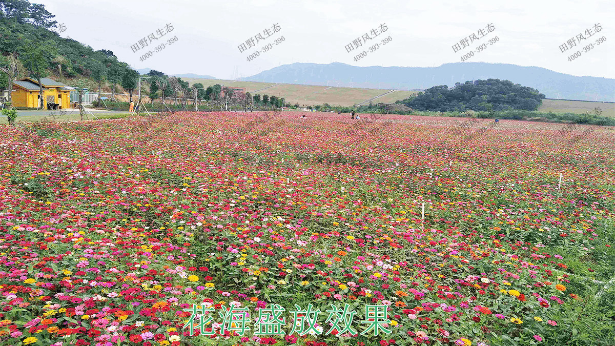 花海盛放效果 花海盛放效果