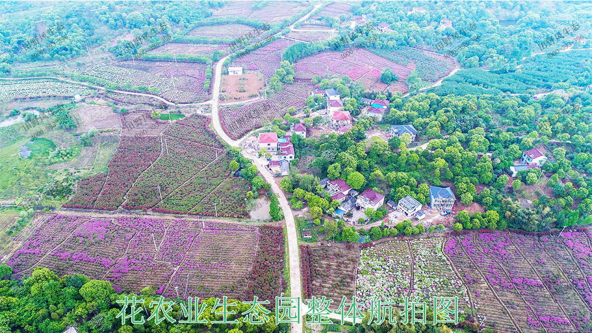 花農(nóng)業(yè)生態(tài)園整體航拍圖 花農(nóng)業(yè)生態(tài)園整體航拍圖