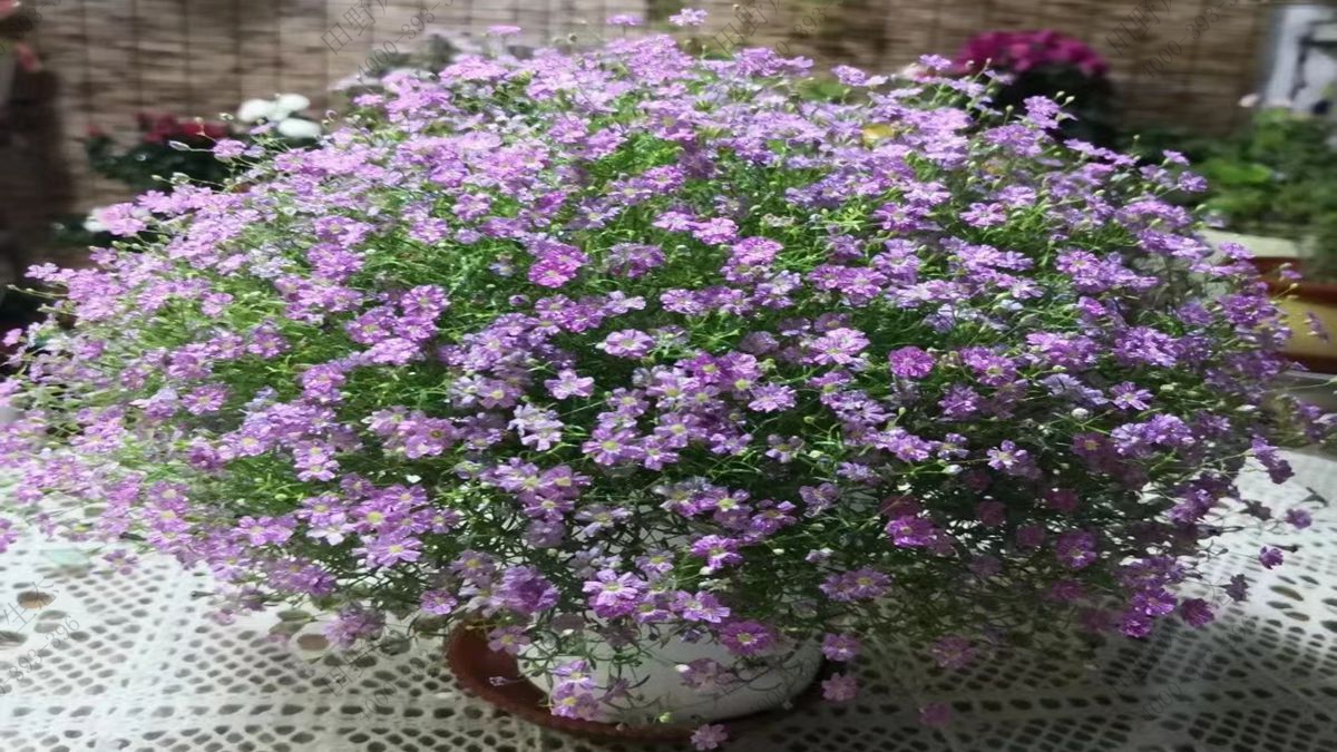 滿天星種子 滿天星種子