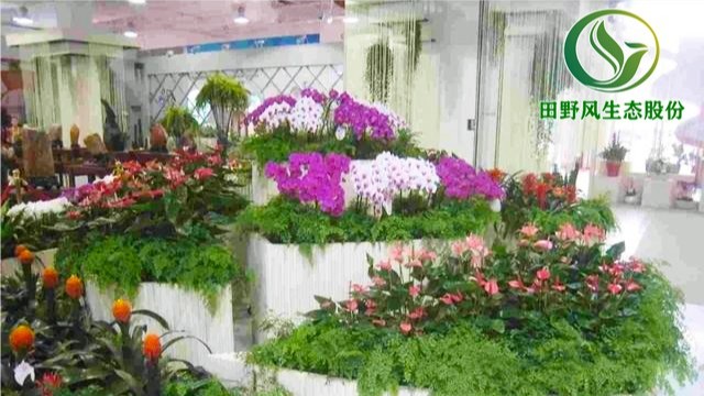 海景集團(tuán)年花訂購配送服務(wù) 海景集團(tuán)年花訂購配送服務(wù)