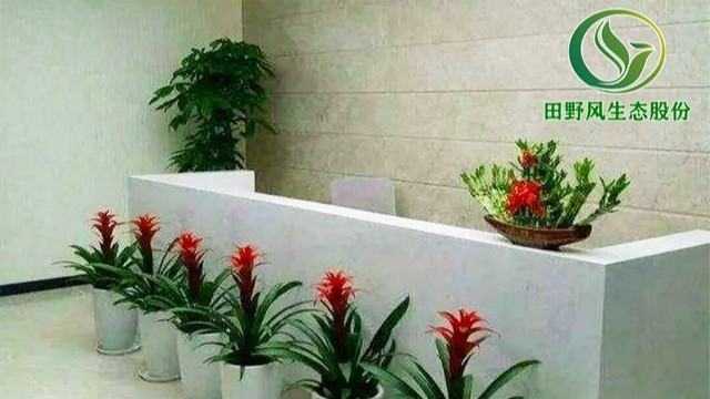 海景集團(tuán)年花訂購配送服務(wù) 海景集團(tuán)年花訂購配送服務(wù)